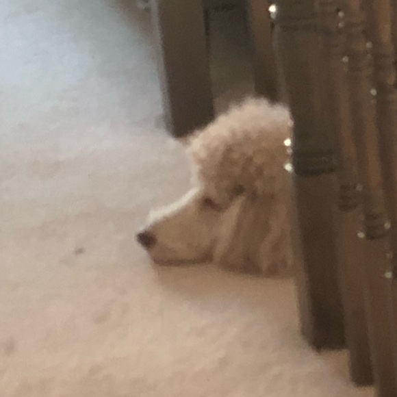 Meet your Posher, Yifei - Picture 1 of 1